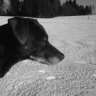 stoffi